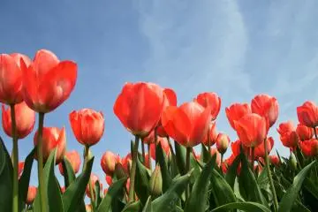 Tulips are one of the delights of spring in Japan (Photo: <a href="https://unsplash.com/photos/-uGmFjqkHFU" target="_blank" rel="noreferrer noopener nofollow">Esther Gorlee</a> / Unsplash)