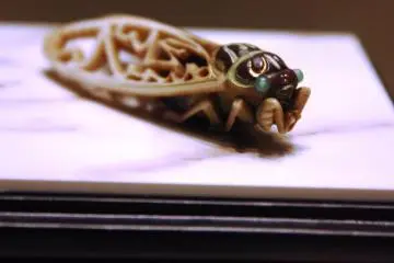 Up close with an intricately-decorated flying insect