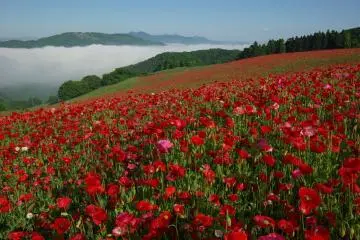 Sky of Poppies 2026