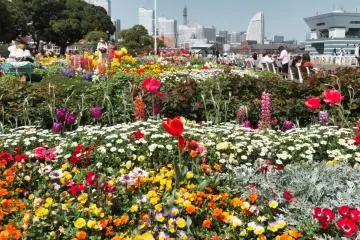 Yamashita Park flowers