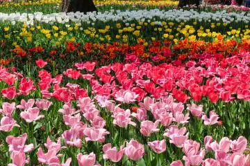 Yokohama Park Tulips near stadium