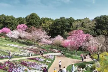 Cherry Tree blooming in Satoyama Garden