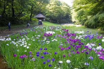 Meiji Shrine Iris Garden (Photo: <a href="https://commons.wikimedia.org/wiki/File:Meiji-Shrine-Innergarden-02.jpg" target="_blank" rel="noreferrer noopener nofollow">Rs1421</a> / <a href="https://creativecommons.org/licenses/by-sa/3.0/deed.en" target="_blank" rel="noreferrer noopener nofollow">CC BY-SA 3.0</a>)