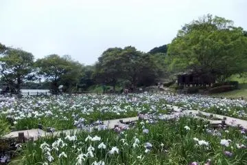 Grounds of Miyajidake Shrine, Fukuoka (Photo: <a href="https://commons.wikimedia.org/wiki/File:Miyajidake-jinja_Iris_Festival_06.jpg" target="_blank" rel="noreferrer noopener nofollow">STA3816</a> / <a href="https://creativecommons.org/licenses/by-sa/4.0/deed.en" target="_blank" rel="noreferrer noopener nofollow">CC BY-SA 4.0</a>)