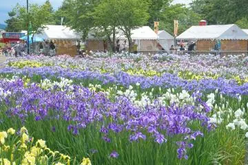Asamai Park, Yokote, Akita (Photo: <a href="https://commons.wikimedia.org/wiki/File:Asamai_Park_Ayame_Matsuri_20190630a.jpg" target="_blank" rel="noreferrer noopener nofollow">掬茶</a> / <a href="https://creativecommons.org/licenses/by-sa/4.0/deed.en" target="_blank" rel="noreferrer noopener nofollow">CC BY-SA 4.0</a>)