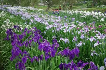 Suigo Sawara Ayame Park, Chiba (Photo: <a href="https://commons.wikimedia.org/wiki/File:Suigo-Sawara-aquatic-botanical-garden3,iris,Katori-city,Japan.JPG" target="_blank" rel="noreferrer noopener nofollow">katorisi</a> / <a href="https://creativecommons.org/licenses/by-sa/3.0/deed.en" target="_blank" rel="noreferrer noopener nofollow">CC BY-SA 3.0</a>)