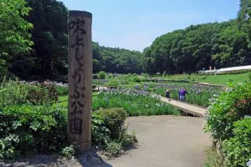 Tokyo's Fukiage Iris Park (Photo: <a href="https://commons.wikimedia.org/wiki/File:Ome_Fukiage_Shobu-kouen_Park_201706.jpg" target="_blank" rel="noreferrer noopener nofollow">京浜にけ</a> / <a href="https://creativecommons.org/licenses/by-sa/3.0/deed.en" target="_blank" rel="noreferrer noopener nofollow">CC BY-SA 3.0</a>)