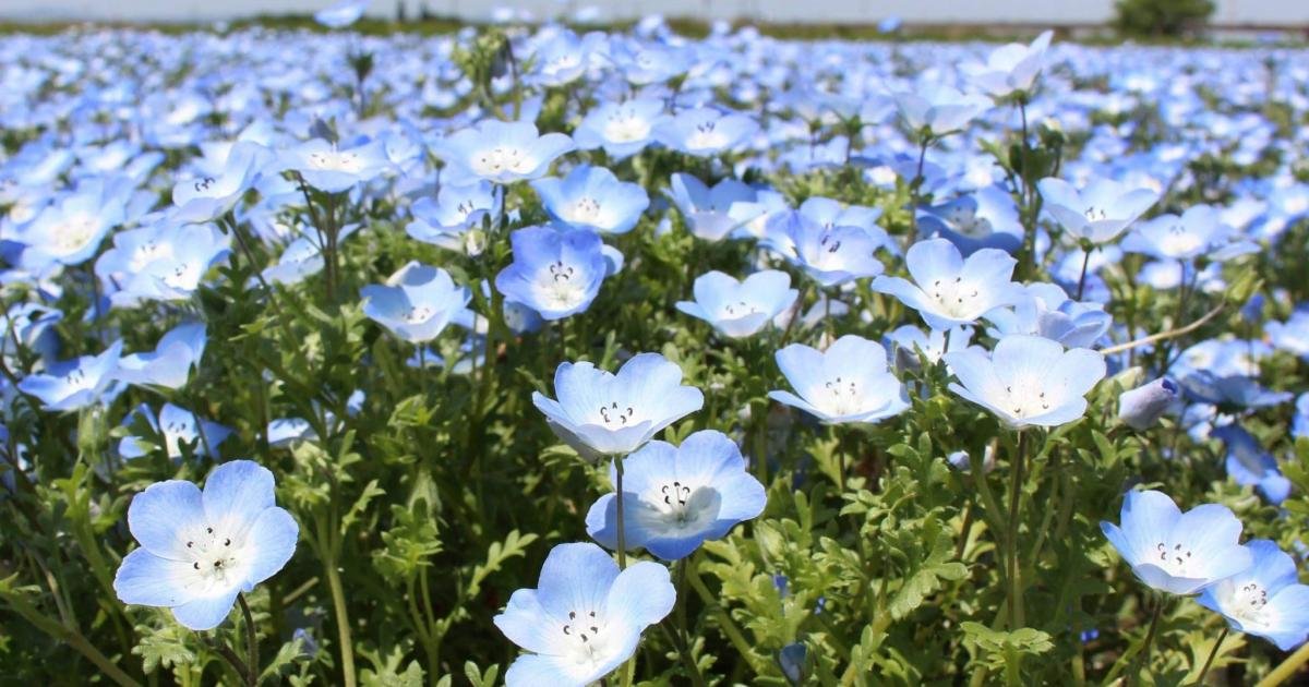 Flower of the Week - Nemophila - Things to Do - Japan Travel