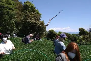 Shizuoka Tea and Drama Tour