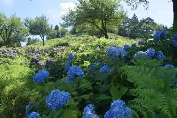3 of Niigata's Top Hydrangea Spots