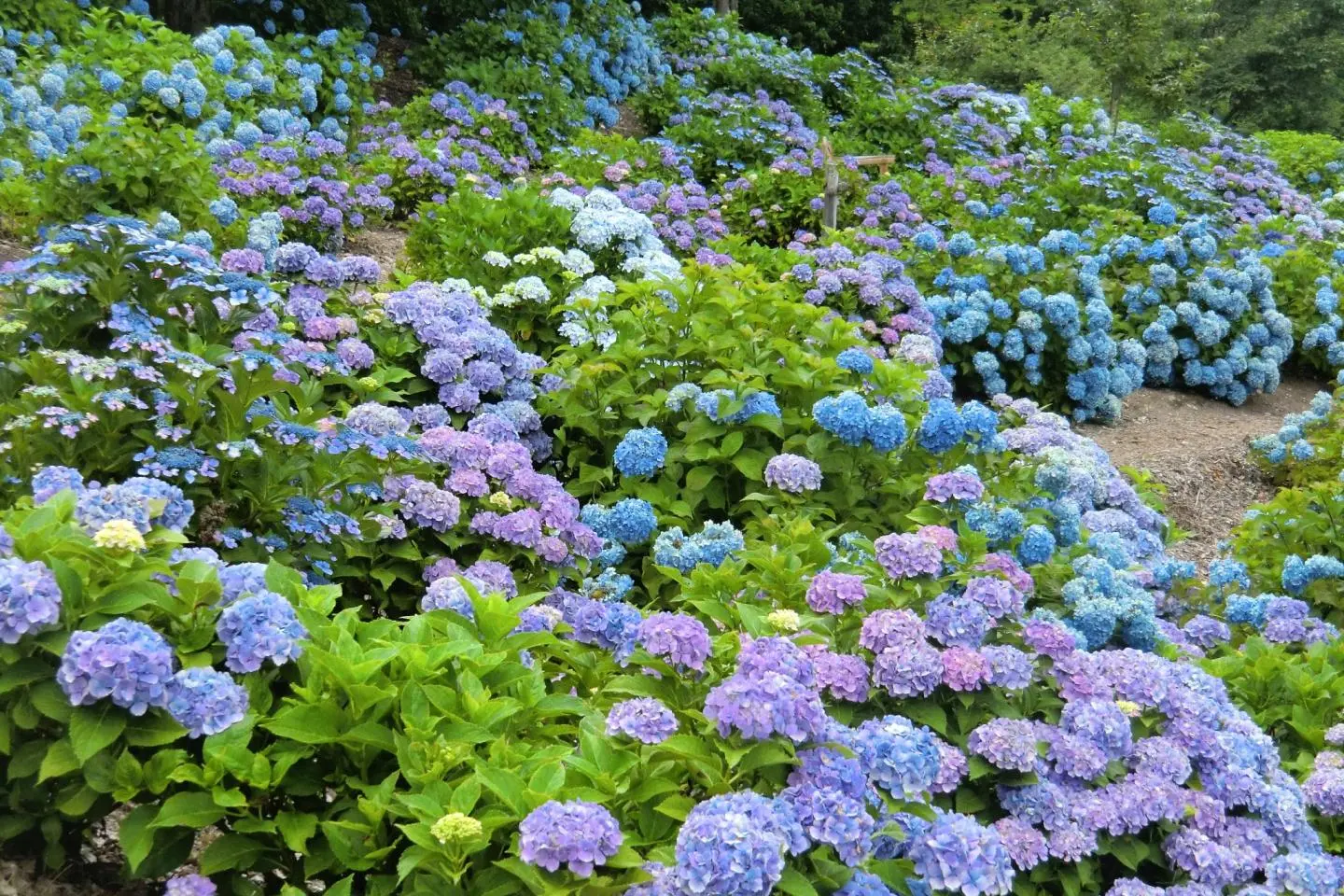 Kannonyama Park is filled with thousands of hydrangeas (Photo présentée par Neotarou / CC BY-SA 4.0)