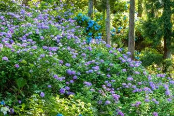 Hydrangeas at Gomadoyama