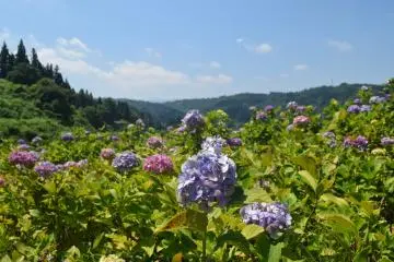 The Tokamachi Ajisai Park