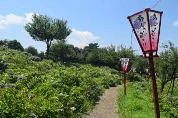 Tokamachi Ajisai Park Hydrangea Festival 2026