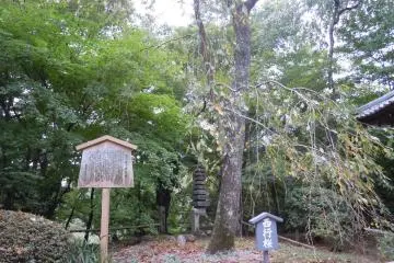 <p>Beautiful stunning gardens with mature trees in Shojiji Kyoto</p>