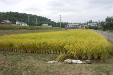 Green rice fields greet you on your journey to Shojiji (Photo: Yuko Kobayashi)