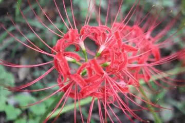 <p>ไม่มีใบ</p>