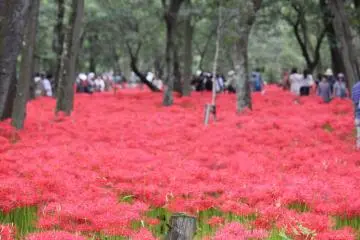 <p>คินชะคุดะ (Kinchakuda)</p>