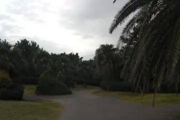 Pathway through the trees