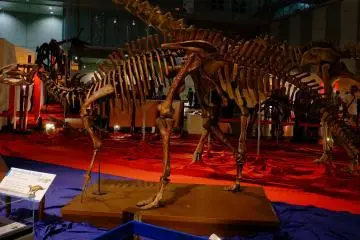 Fukui Prefecture has been home to numerous dinosaur fossil discoveries