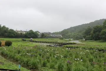 I visited shortly after the official view period on a rainy day. At peak bloom the garden is full of color.