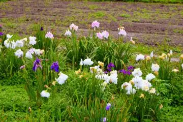 Hanashobu = Japanese Iris