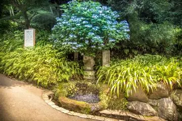 The first sight of the temple's hydrangeas 