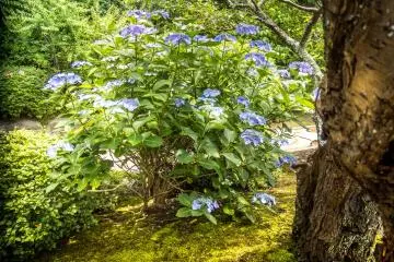 Some of the hydrangeas are located towards the back of the main hall 