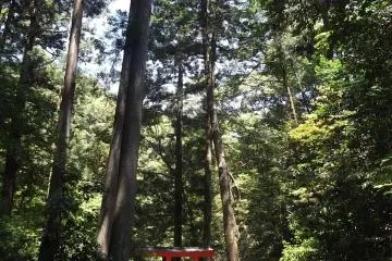 Into the woods