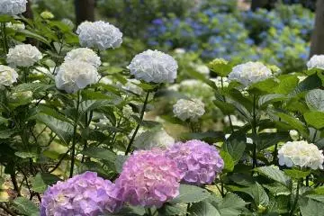 Plenty of seasonal color to enjoy