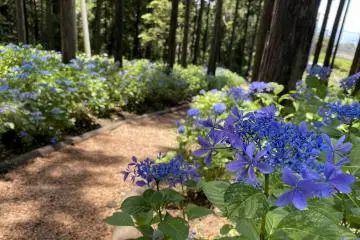 Numerous varieties of hydrangeas are grown here