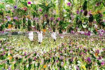 Photo:  Floating Flower Garden  – teamLab