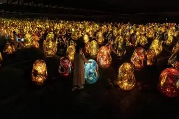 Photo:  Moss Garden of Resonation Microcosms – teamLab