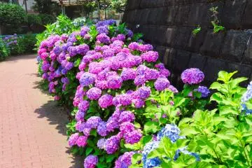 Takinogawa Hydrangea Road near entrance