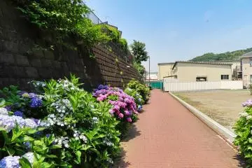 Takinogawa Hydrangea Road about one third along