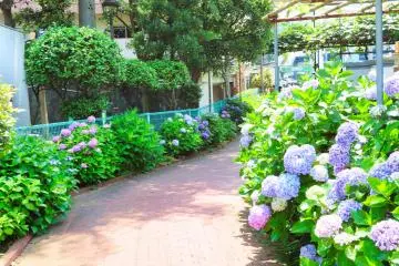 Takinogawa Hydrangea Road halfway