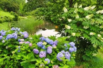 Hodogaya Park pond