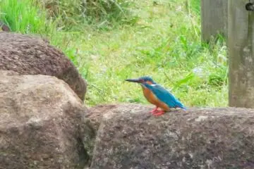 Hodogaya Park pond Kingfisher
