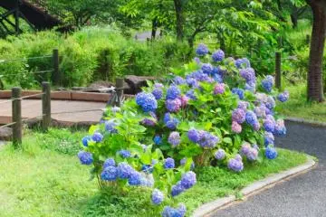 Hodogaya Park near the stream
