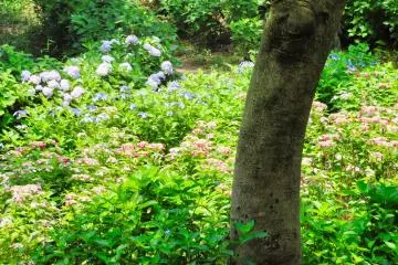 Hodogaya Park - Colorful hydrangea garden