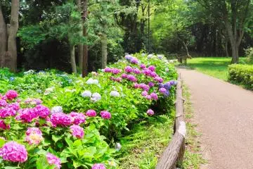  Hodogaya Park - Front of Hydrangea Garden