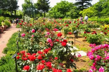 Yokohama Children's Botanical Park rose garden