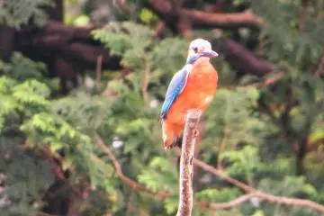 Yokohama Children's Botanical Park Kingfisher
