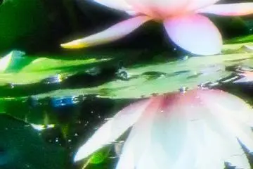 Yokohama Children's Botanical Park water lily