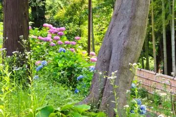Yokohama Children's Botanical Park - Hydrangea near Bamboo forest