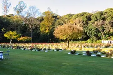 Yokohama Commonwealth Cemetery Roses