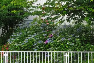 Hiradongaya River Hydrangea