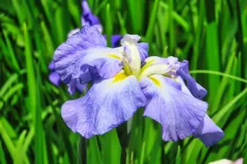Light Lavender Edo Series