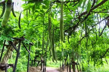 Wisteria Seed Pods