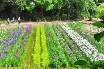Second Iris Garden